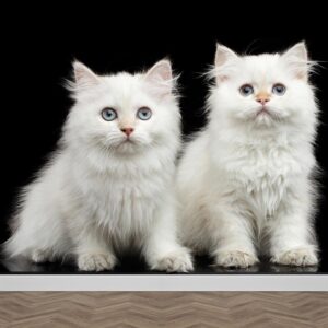 Carta da parati gattini bianchi
