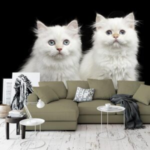 Carta da parati Due gattini bianchi
