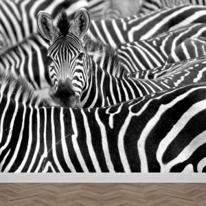 Carta da parati Zebra