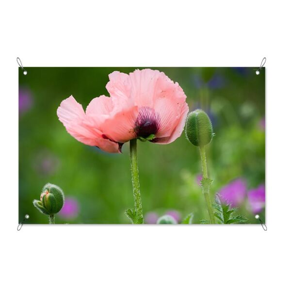 Poster da giardino Fiore rosa selvatico
