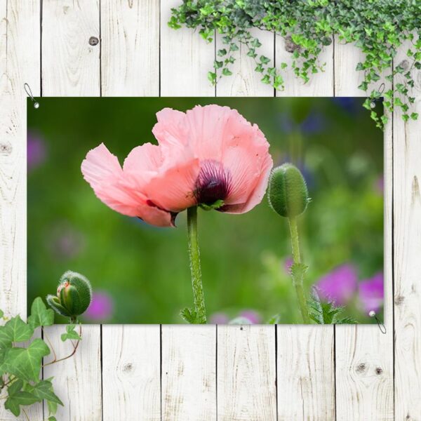 Poster da giardino Fiore rosa selvatico