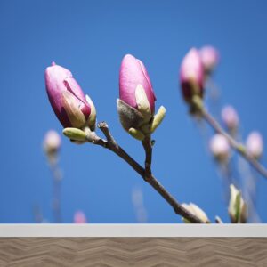 Fotobehang magnolia in knop