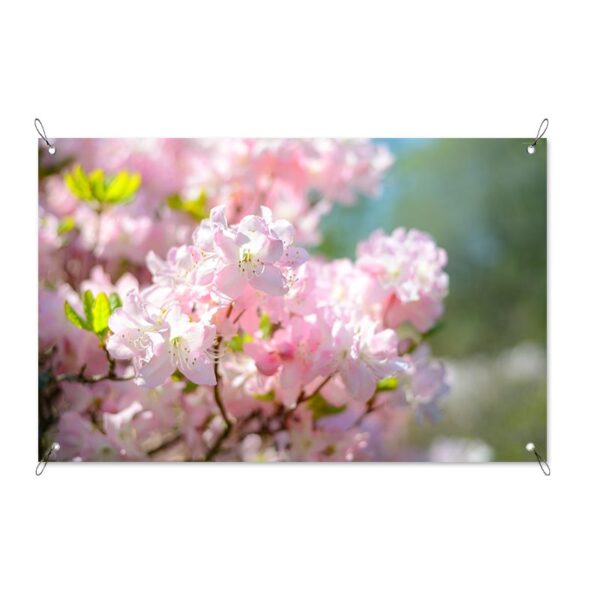 Poster da giardino Fiori di prunus