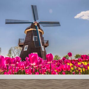 Fotobehang molen met tulpen