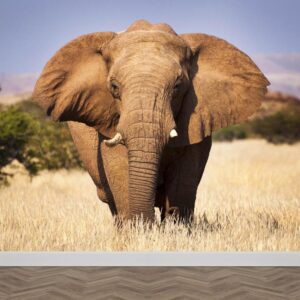 Carta da parati Elefante da vicino