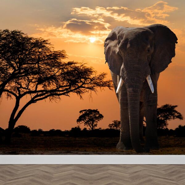 Carta da parati Elefante nel tramonto