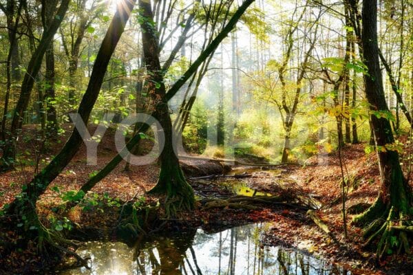 Carta da parati raggi di sole nella foresta