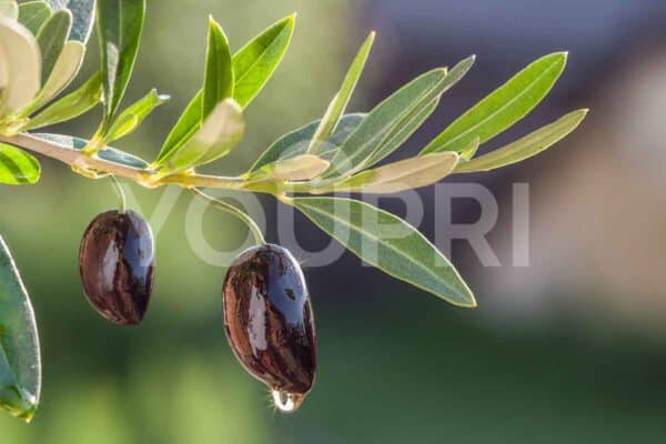 Carta da parati olive sul ramo