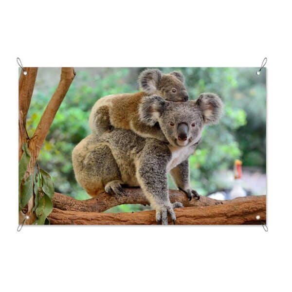 Striscione Koala con il piccolo