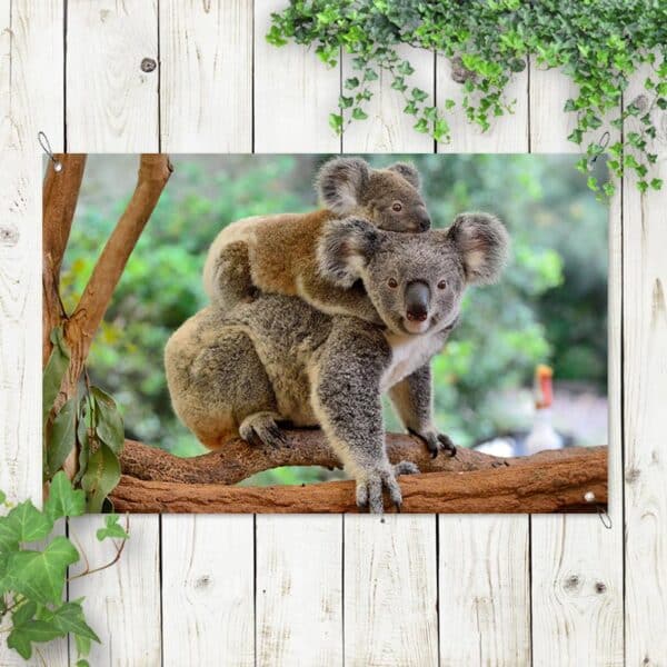 Striscione Koala con il piccolo