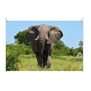 Poster da giardino Elefante nel prato