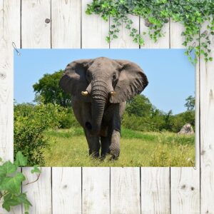 Tuinposter olifant in het veld