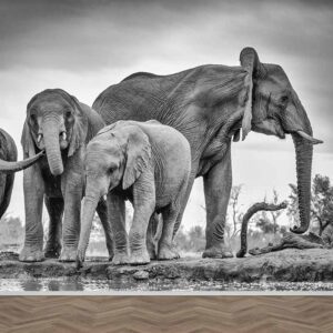 Carta da parati Elefanti monocromatici