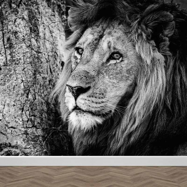 Carta da parati Leone monocromatico