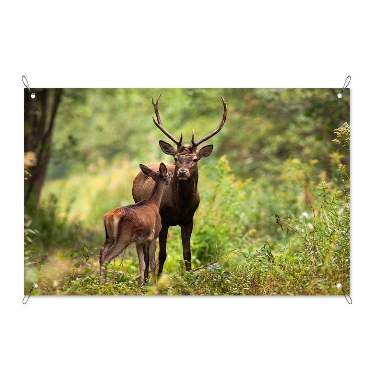 Poster da giardino Daini nel bosco