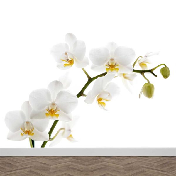 Carta da parati orchidea bianca