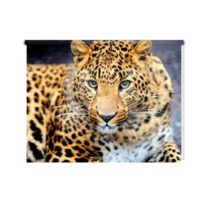 Tenda a rullo leopardo vicino