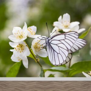 Carta da parati Farfalla bianca