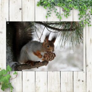 poster da giardino scoiattolo con pigna