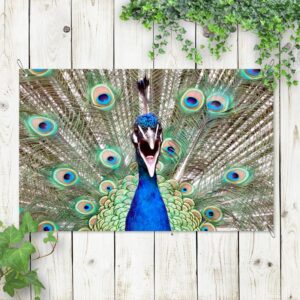 poster da giardino pavone