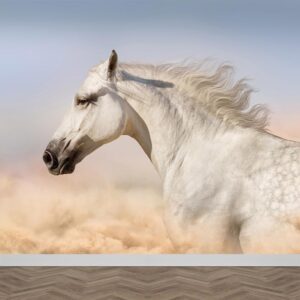Carta da parati Cavallo nella sabbia