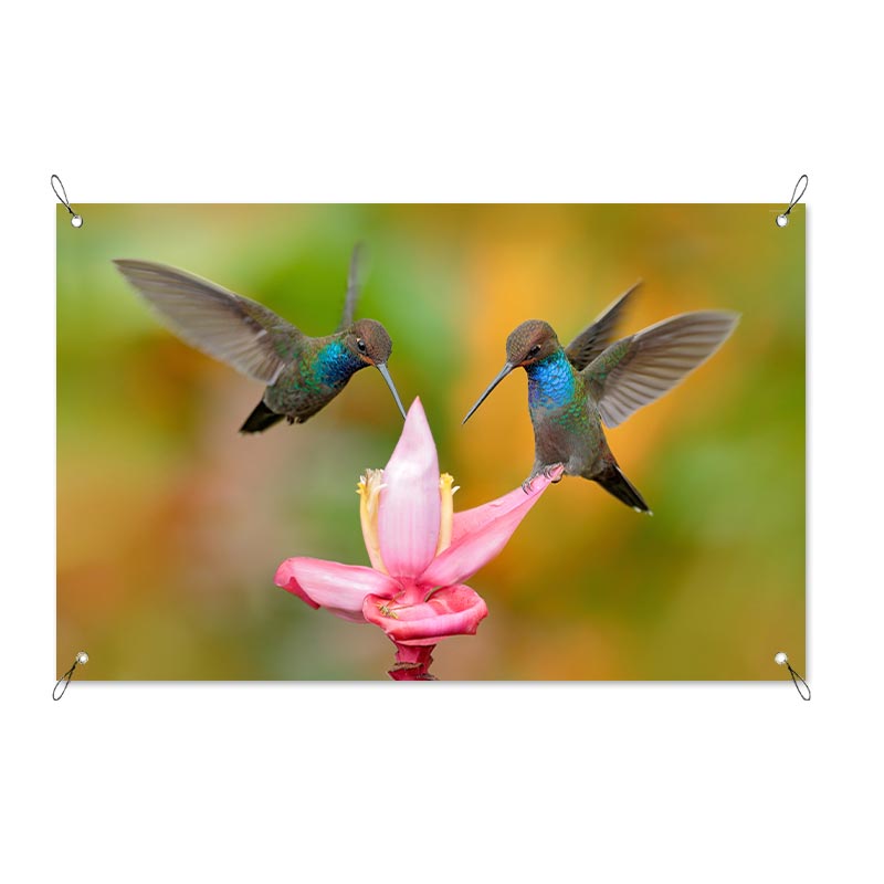 Striscione Colibrì su fiore