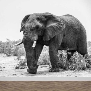 Carta da parati Elefante