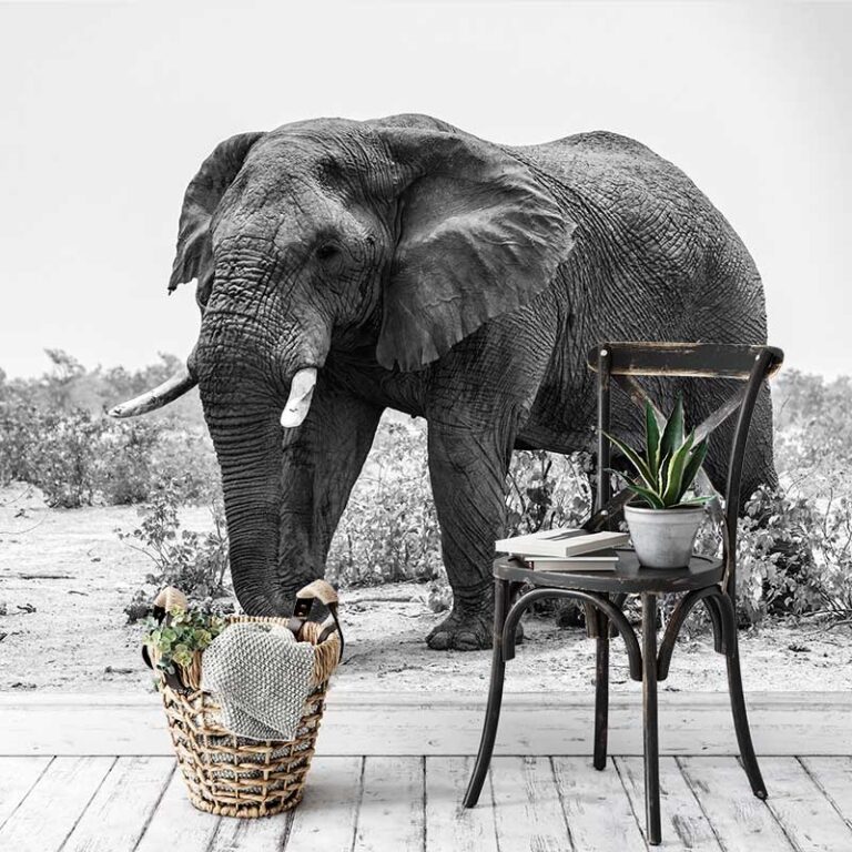 Carta da parati Elefante