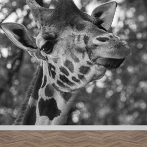 Carta da parati Giraffa monocromatica