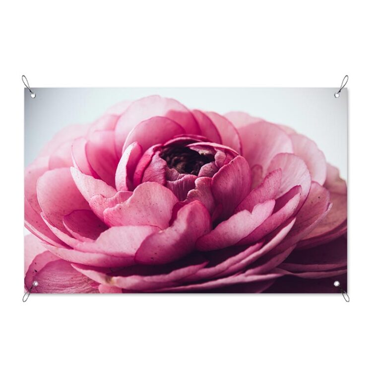 Poster da giardino Peonia da sogno