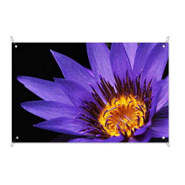 Poster da giardino Fiore viola vicino