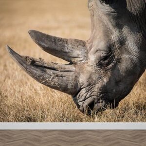 Carta da parati Rinoceronte