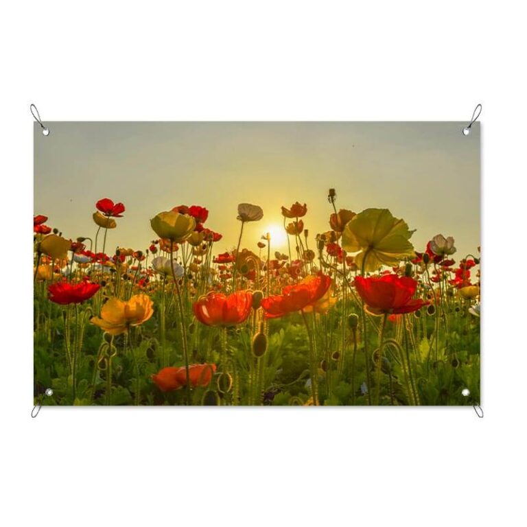 Poster da giardino Papaveri al tramonto