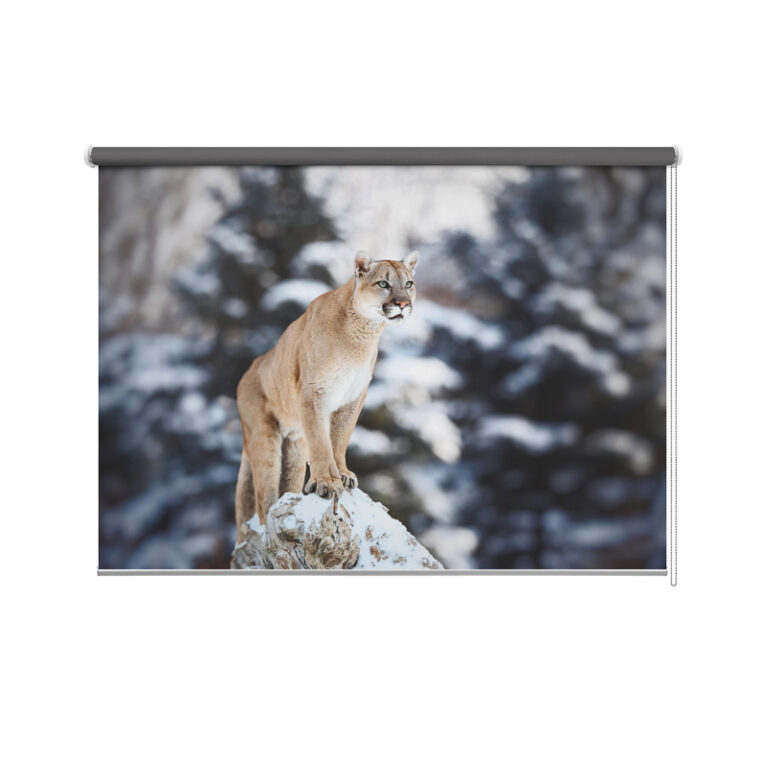 Tenda a rullo Puma che scruta