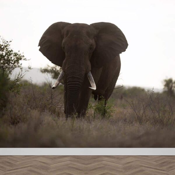carta da parati elefante nell'ombra