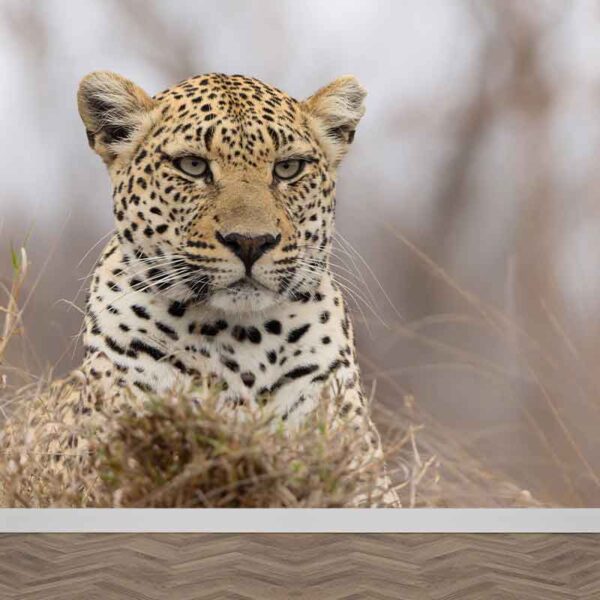 Carta da parati Leopardo da guardia