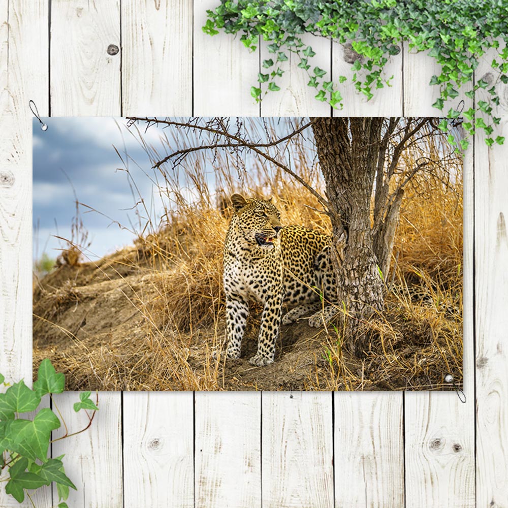 poster da giardino Leopardo seduto