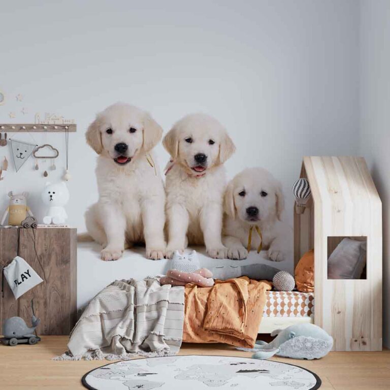 Carta da parati Cuccioli Labrador