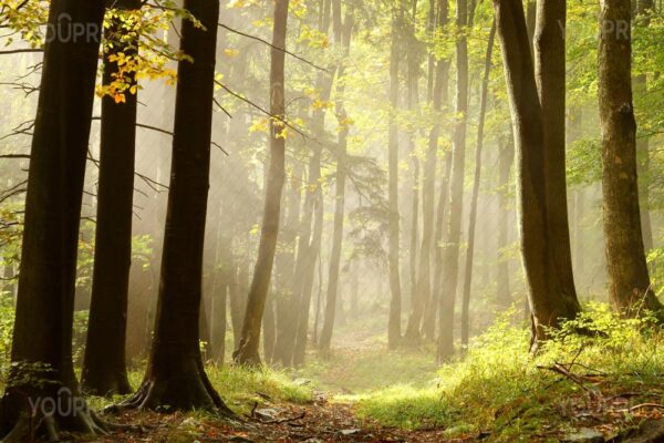 Carta da parati Bosco al mattino