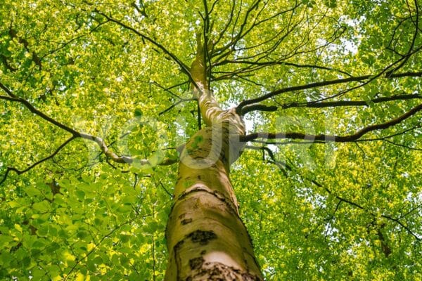 Carta da parati Albero in primavera