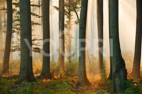 Carta da parati Nebbia nella foresta
