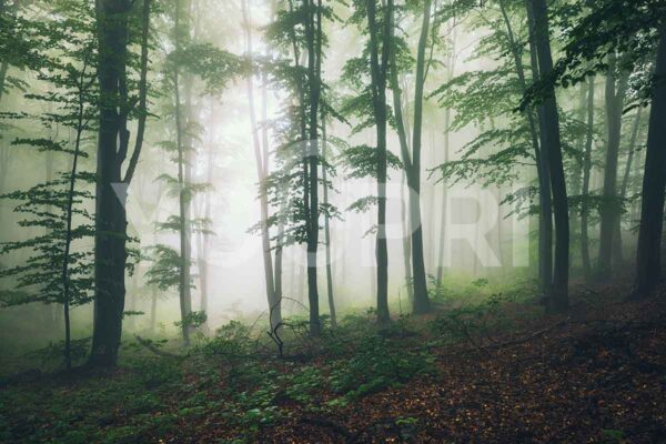 Carta fibra di vetro foresta nella nebbia